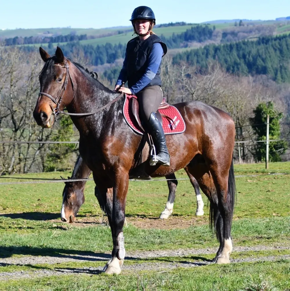Élevage Chevaux Selle Français à Paulinet