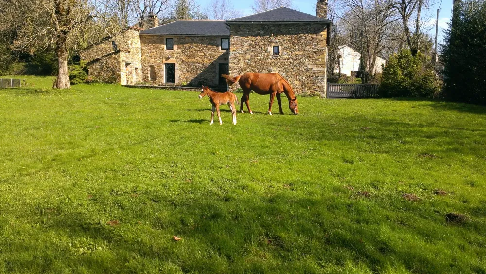 Élevage de chevaux à Paulinet