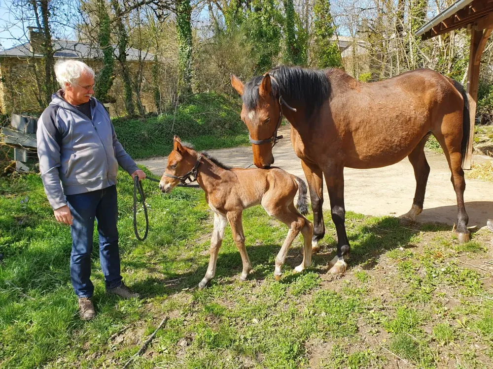 Vente de chevaux de sport à Paulinet