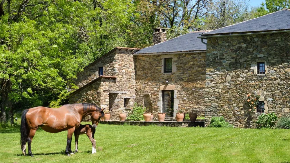 Pension pour chevaux à Paulinet