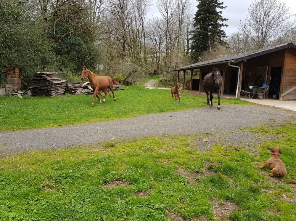 Vente de chevaux à Paulinet